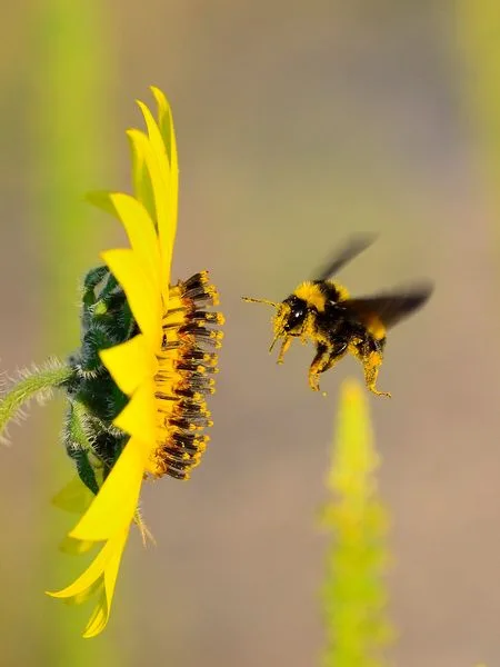 Morgan Freeman has turned his farm into a home for bees.